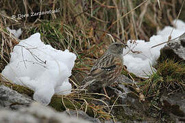 Accenteur alpin