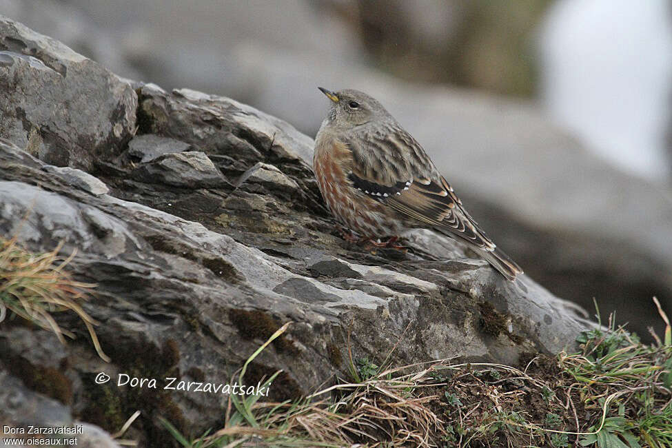 Alpine Accentor, habitat