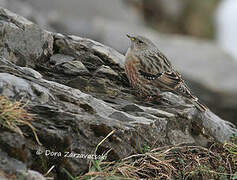 Alpine Accentor