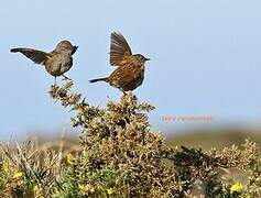 Dunnock