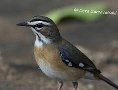 Bearded Scrub Robin