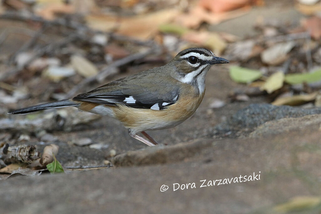 Bearded Scrub Robinadult, walking