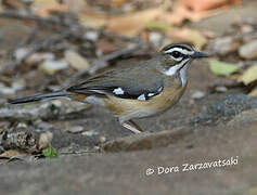 Bearded Scrub Robin