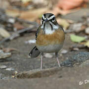 Bearded Scrub Robin