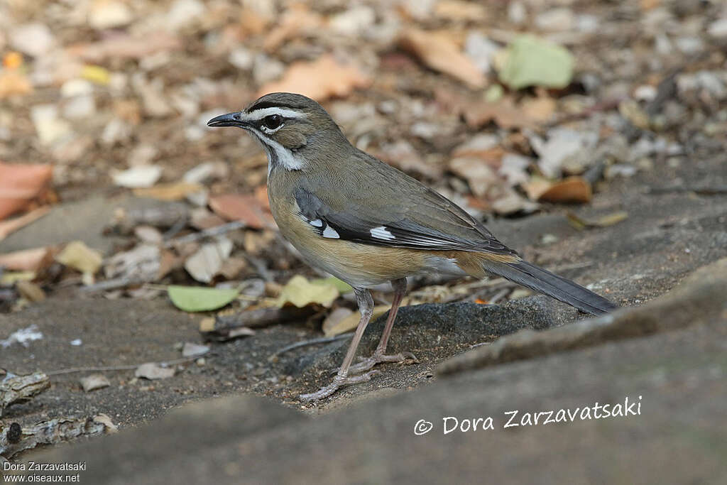 Bearded Scrub Robinadult, identification, camouflage, walking