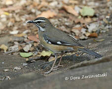 Bearded Scrub Robin