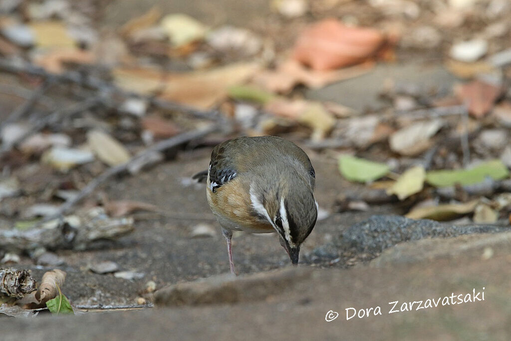 Bearded Scrub Robinadult, camouflage, eats