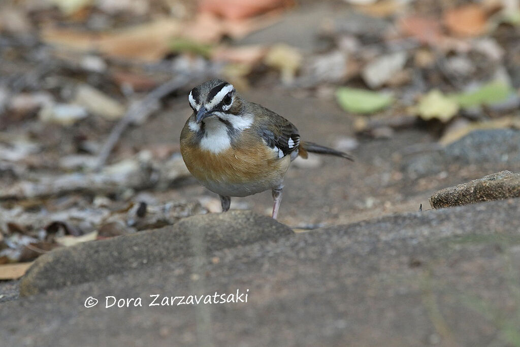 Bearded Scrub Robinadult