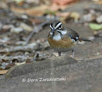 Bearded Scrub Robin