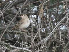 Rufous-tailed Scrub Robin