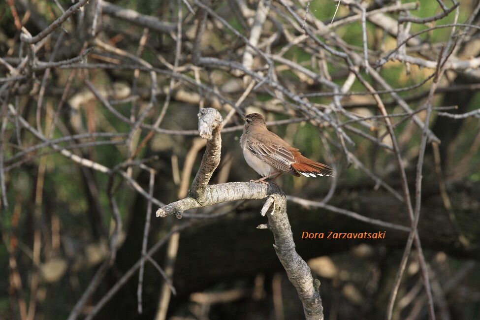 Rufous-tailed Scrub Robin