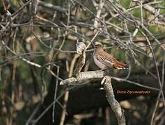 Rufous-tailed Scrub Robin