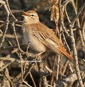 Rufous-tailed Scrub Robin