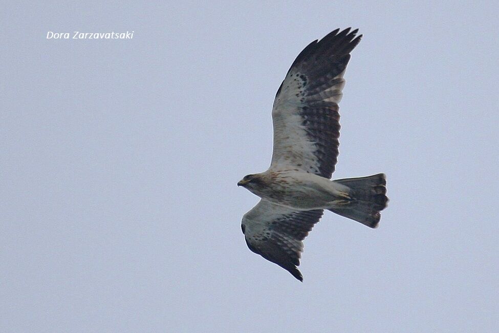 Booted Eagle