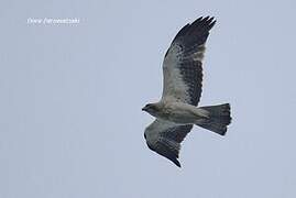 Booted Eagle