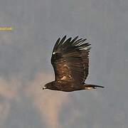 Greater Spotted Eagle