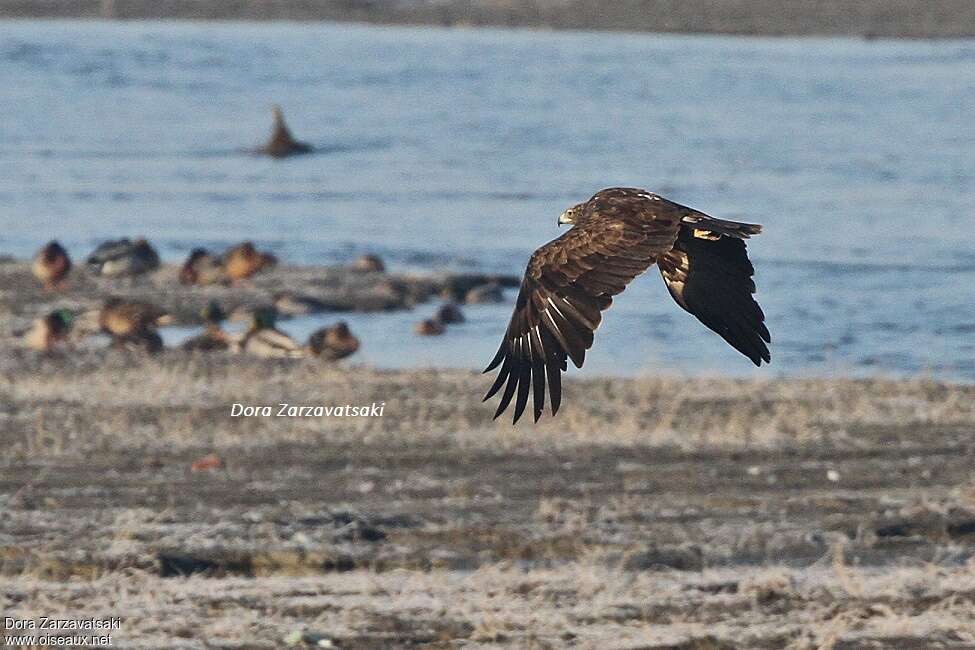 Aigle criardimmature, habitat, Vol, pêche/chasse