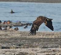 Greater Spotted Eagle