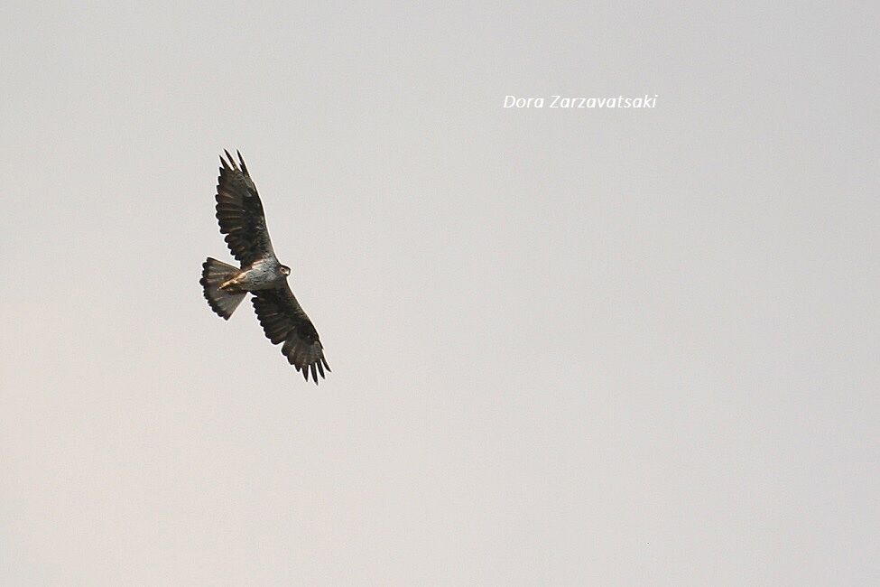 Bonelli's Eagle