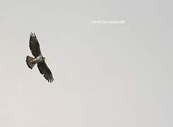 Bonelli's Eagle