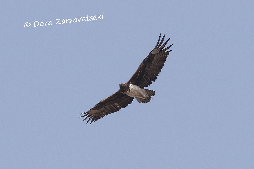 Aigle martialadulte, Vol