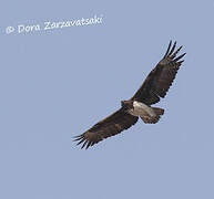 Martial Eagle