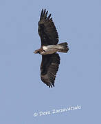 Martial Eagle