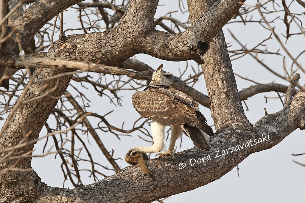 Aigle martialjuvénile, régime, pêche/chasse