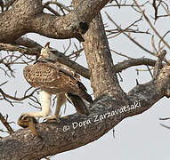 Martial Eagle