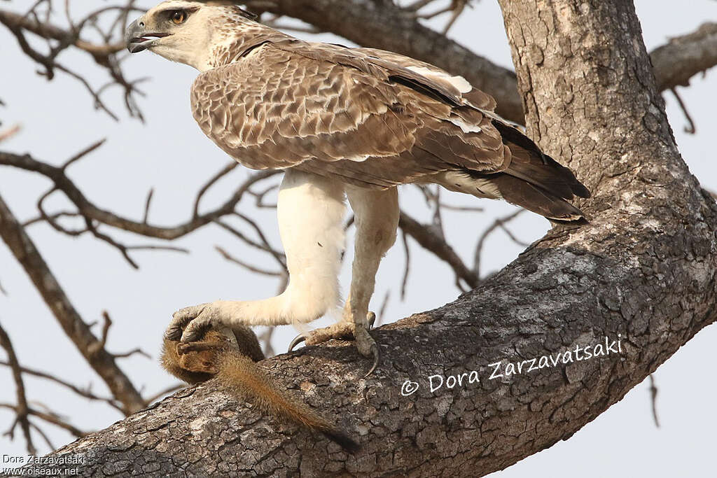 Aigle martialjuvénile, régime, pêche/chasse