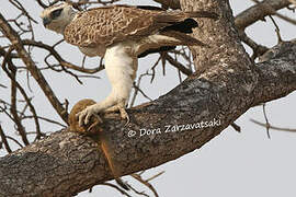 Martial Eagle