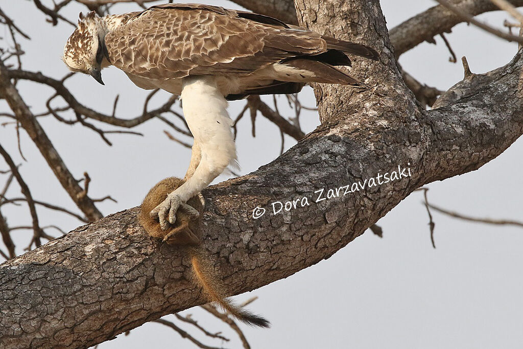 Martial Eaglejuvenile, feeding habits, fishing/hunting