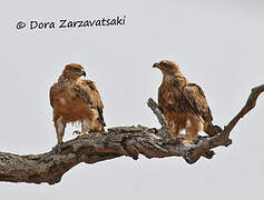 Tawny Eagle