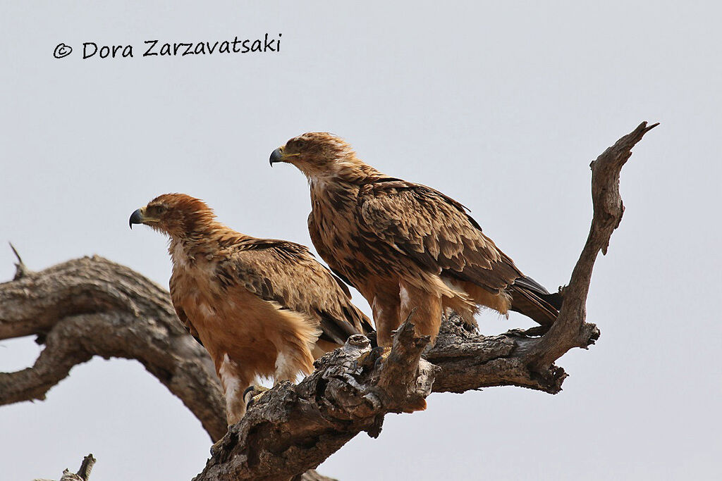 Aigle ravisseuradulte