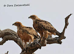 Tawny Eagle