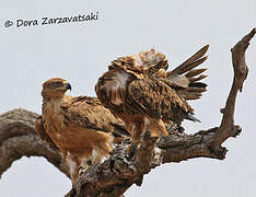 Tawny Eagle