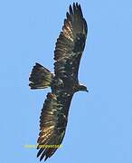 Golden Eagle