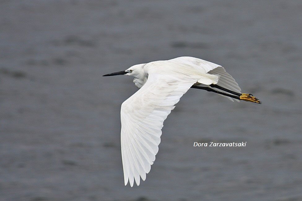 Little Egretadult breeding, Flight