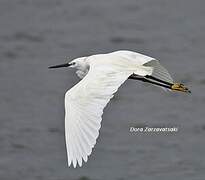 Little Egret