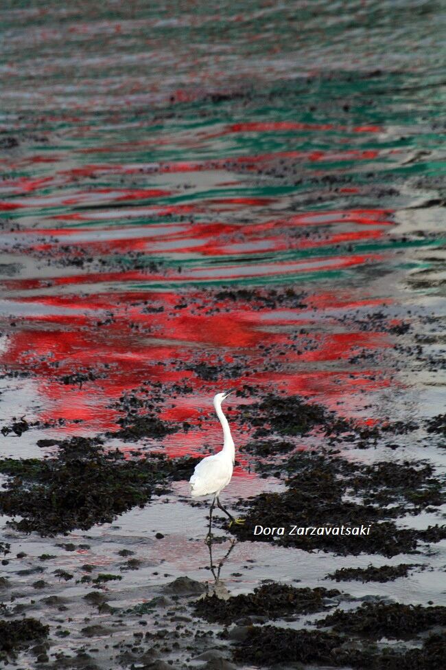 Aigrette garzette