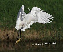 Little Egret