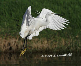 Aigrette garzette