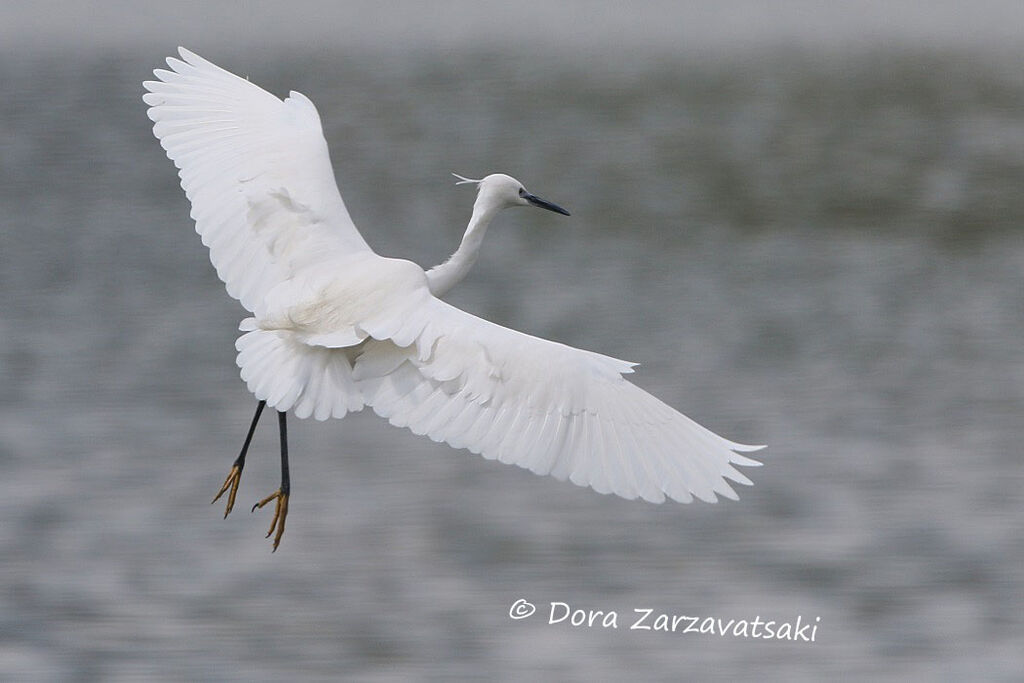 Little Egretadult, Flight