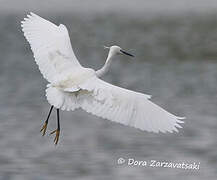 Little Egret