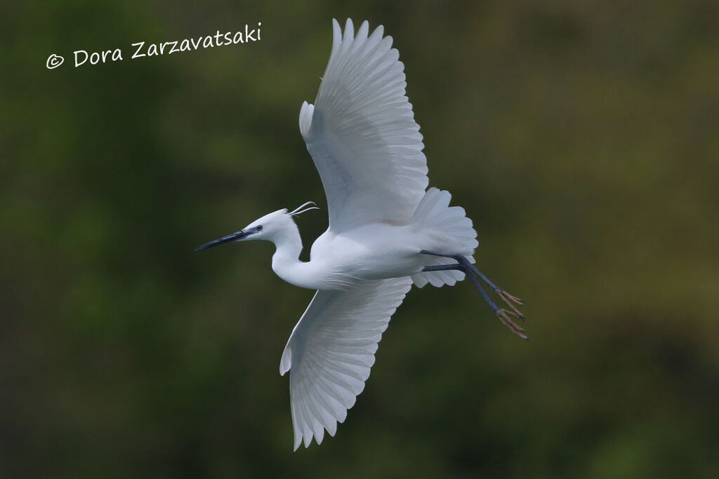 Little Egretadult