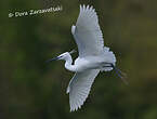 Aigrette garzette