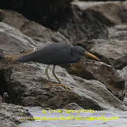 Pacific Reef Heron