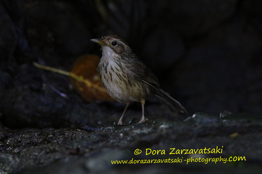 Puff-throated Babbleradult, identification