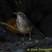 Puff-throated Babbler