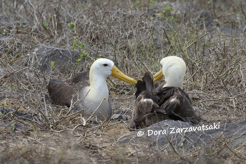 Albatros des Galapagosadulte, Nidification